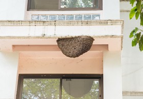 蜂の巣撤去
